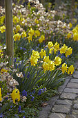 Spring border
