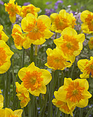 Narcissus Slice of Life