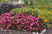 Colourful mixed border with Tagetes and Begonia