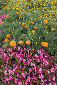 Flower bed in a garden, France, Moselle, springtime
