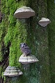 Tengmalm's Owl (Aegolius funereus) on a Braket fungus on a trunk, Ardennes, Belgium