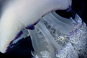 Jack Mackerel (Trachurus sp) juveniles using a Jellyfish (Rhizostoma pulmo) as a shelter from predators, Tyrrhenian Sea
