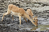 Impala (Aepyceros melampus) drinking at a river in drought, Kruger, South Africa