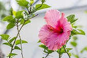 Hibiscus 'Rose' in bloom in a garden