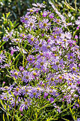 Aster ericoides 'Pink Star'