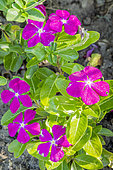 Vinca roseus 'Vitesse Raspberry'