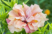 Hibiscus 'Orange' in bloom in a garden
