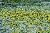 Nymphoides peltata
