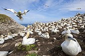 Northern gannet (Morus bassanus) Colony nesting, Saltee islands, Ireland. Finalist at Golden Turtle award 2018.