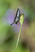Short Sharp-tail (Coelioxys afra), Regional Natural Park of Vosges du Nord, France