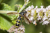 Conopoide mimic hoverfly (Ceriana conopsoides) on flower, Regional Natural Park of Northern Vosges, France