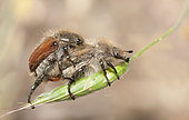 Mating of Apple Blossom Beetle (Tropinota hirta), Regional Natural Park of Northern Vosges, France