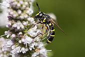 Conopoide mimic hoverfly (Ceriana conopsoides) on flower, Regional Natural Park of Northern Vosges, France