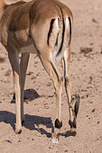 Impala (Aepyceros melampus), female with a Red-billed oxpecker (Buphagus erythrorhynchus), Mala Mala game reserve, South African Republic