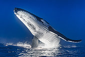Humpback whale (Megaptera novaeangliae) swimming backwards under the surface, Tahiti French Polynesia - Upside down image