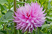 Dahlia 'Look at me' en fleur dans un jardin
