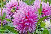 Dahlia 'Look at me' en fleur dans un jardin