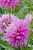 Dahlia 'Look at me' en fleur dans un jardin