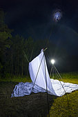 Spanish moon moth (Graellsia isabellae) catching on Insect trap at night, The Ports Natural Park, Terres de L'Ebre, Tarragona, Catalonia, Spain, Europe