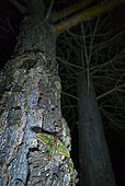 Spanish moon moth (Graellsia isabellae) on trunk at night, The Ports Natural Park, Terres de L'Ebre, Tarragona, Catalonia, Spain, Europe