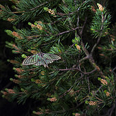 Spanish moon moth (Graellsia isabellae) on Pine at night, The Ports Natural Park, Terres de L'Ebre, Tarragona, Catalonia, Spain, Europe