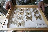 Scientific studies on butterfly Spanish moon moth (Graellsia isabellae), The Ports Natural Park, Terres de L'Ebre, Tarragona, Catalonia, Spain, Europe