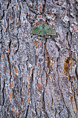 Spanish moon moth (Graellsia isabellae) on bark, The Ports Natural Park, Terres de L'Ebre, Tarragona, Catalonia, Spain, Europe