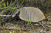 Big hairy armadillo or Large hairy armadillo (Chaetophractus villosus). Península Valdés, Argentine Patagonia.