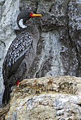 Red-legged cormorant (Phalacrocorax gaimardi) on cliff, Reserva Provincial Ría Deseado. Puerto Deseado, Patagonia, Argentina.