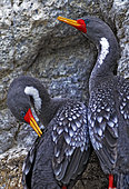 Red-legged cormorant (Phalacrocorax gaimardi) on cliff, Reserva Provincial Ría Deseado. Puerto Deseado, Patagonia, Argentina.