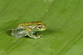 Ankafana Bright-eyed Frog (Boophis sp) immature with eyeball tucked in by his retractor muscle, Andasibe, Perinet, Alaotra-Mangoro Region, Madagascar