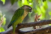 Maroon-bellied Parakeet (Pyrrhura frontalis), inhabits forest areas, usually in packs. Occurs from Bahia to Rio Grande do Sul, in addition to the Atlantic Forest of Goias and southern Mato Grosso do Sul, Uruguay, Paraguay and Argentina.