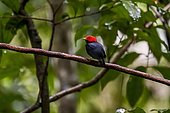 Red-headed Manakin (Ceratopipra rubrocapilla), present in two separate regions throughout the Amazon south of the Amazon and Atlantic Forest of Pernambuco to Rio de Janeiro.