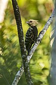Blond-crested Woodpecker (Celeus flavescens), photographed in Viana, Espírito Santo, Brazil.