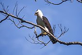 Black-and-white Hawk-Eagle (Spizastur melanoleucus), on a branch in Viana, Espírito Santo, Brazil.