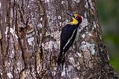 Yellow-fronted Woodpecker (Melanerpes flavifrons), in Sooretama/Linhares Linhares, Espirito Santo - Brazil. Atlantic Forest Biome.