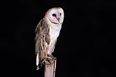 American Barn Owl (Tyto furcata) in Linhares, Espírito Santo, Brazil.