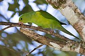 Plain Parakeet (Brotogeris tirica) perched on a branch, in Sooretana, Espírito Santo, Brazil.