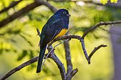 White-tailed Trogon (Trogon viridis) in Sooretama, Espírito Santo, Brazil.