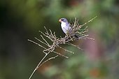 Male of white-bellied Seedeater (Sporophila leucoptera) in the farm Cupido & Refúgio, em Linhares, Espírito Santo - Brazil.