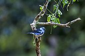 White-bellied Tanager (Tangara brasiliensis) Sooretama/Linhares, Espírito Santo - Southeast of Brazil. Atlantic Forest Biome.