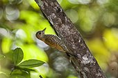 Red-stained Woodpecker (Veniliornis affinis), Sooretama, Espírito Santo - Southeast of Brazil. Atlantic Forest Biome."