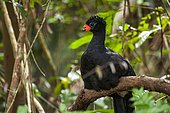 Red-billed Curassow (Crax blumenbachii) photographed at the "Cupido e Refúgio Farm" in Linhares, Espírito Santo - Southeast of Brazil. Atlantic Forest Biome.