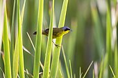 Masked Yellowthroat (Geothlypis aequinoctialis), Sooretama, Espírito Santo - Southeast of Brazil. Atlantic Forest Biome.