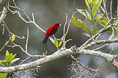 Brazilian Tanager (Ramphocelus bresilius), Sooretama/Linhares, Espírito Santo - Southeast of Brazil. Atlantic Forest Biome.