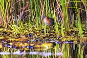 Rufous-sided Crake (Laterallus melanophaius), Sooretama, Espírito Santo - Southeast of Brazil. Atlantic Forest Biome.