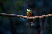 Rufous-tailed Jacamar (Galbula ruficauda) on a branch, Sooretama, Espírito Santo, Brazil.