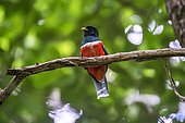 Male Collared Trogon (Trogon collaris) on a branch, Sooretama/Linhares, Espírito Santo , Southeast of Brazil, Atlantic Forest Biome.