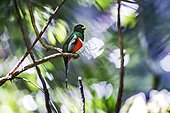 Male Collared Trogon (Trogon collaris) on a branch, Sooretama/Linhares, Espírito Santo , Southeast of Brazil, Atlantic Forest Biome.