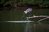A Cocoi heron (Ardea cocoi) eating a Amazon sailfin catfish (Pterygoplichthys pardalis), Vitória, Espírito Santo, Brazil